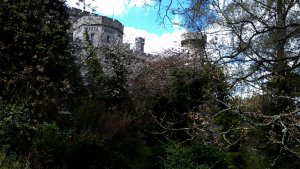 Cherry blossom trees