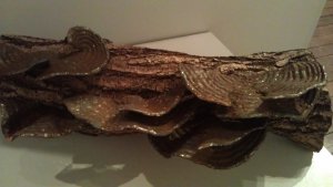 Turkey Tail Fungus by Will Carr - wood and steel sculpture
