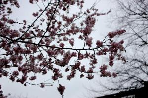 Cherry blossom tree in early March - classic Gothic spring