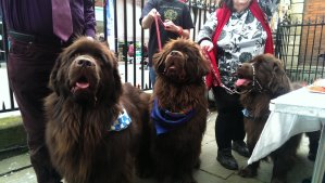 Arche - chocolate  Newfoundland and his friends are training to become companion dogs for soldiers suffering from PTSD 