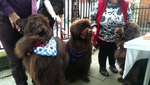 Ok, we couldn't resist so here's another shot of Archie and the brown gang!