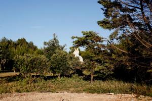 It is always gorgeous day to be in Ta Qali. Do we see a cat? 