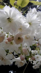 Japanese cherry sakura