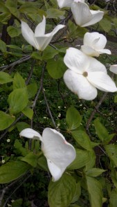 Flowering Dogwood