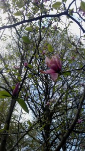 Magnolia Star Wars