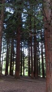 Redwood trees can grow up to 100 meters