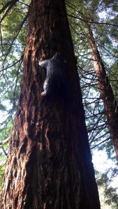 Climbing the Redwood tree
