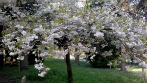 Cherry Shogetsu from Japan