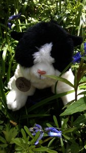 Befriending a Bluebell