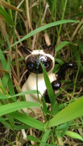 Now you see me and now you don't