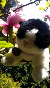 Stuck on Magnolia tree