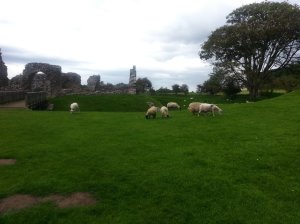 And the grazing flock not bothered by flocks of tourists