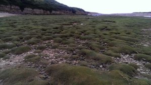 Flooding plains turning into grass sand dunes