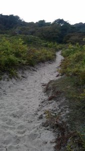 Narrow path leading to the beach from the dunes