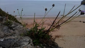 We don't know the name of this plant but it is very popular around the beach. Anybody knows what it is?