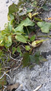 Barafundle Bay is known for its  diverse flora - poison ivy is a common sight growing among the rocks