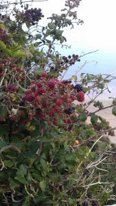 Wild blackberry bush growing near the steps to the beach