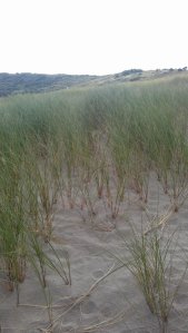 Sand dunes