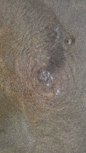 How do you tell there is a razorshell hidden in the sand? 