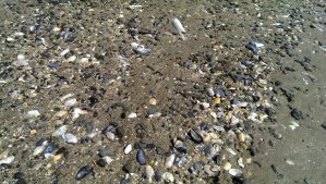 We love sea shells - we have gathered an entire bucket!