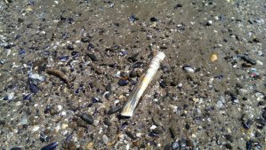 Razor shell among millions of other sea shells. We have seen people fishing for them using water bottles. Apparently razor shells make a delicious soup