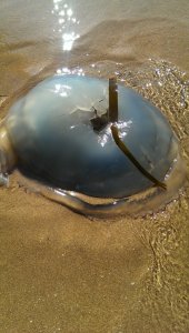 Blue Jellyfish is common sight in Wales - this one was  sadly dead
