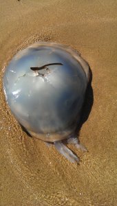 Owrd of advice - don't touch the jellyfish that has been washed on the beach. They can still sting. It will not be strong but the sensation is not pleasurable