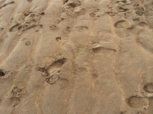 Foot prints  - humans and animals. The dogs are welcomed to the beach 