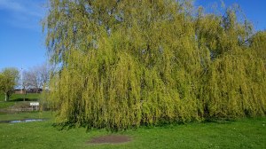 The solitary Weeping Willow